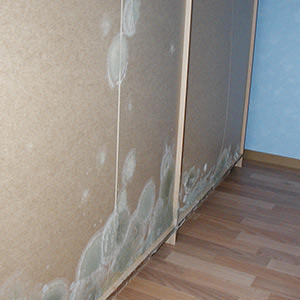 Schimmelpilzbefall